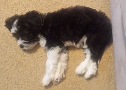 Flash Gordon il cucciolo chi-chi che dorme su un tappeto marrone chiaro davanti a un divano