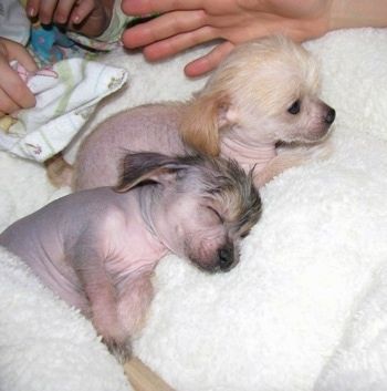 Du „Chi Chi“ šuniukai ant baltos purios antklodės, vienas miega, o kitas žiūri į dešinę