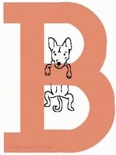 Piirustus B-kirjaimesta, jonka keskellä roikkuu Basenji-koira