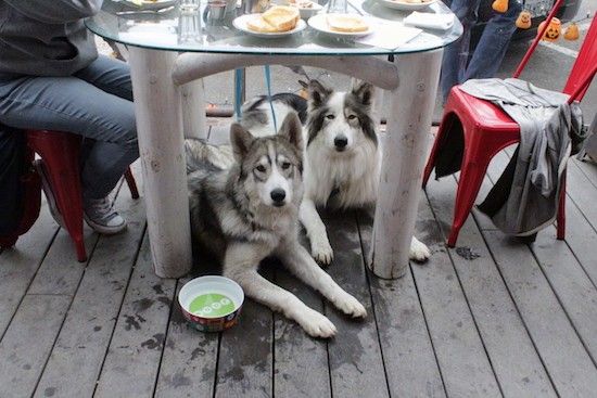Du stambių veislių šunys po stalu lauke ant denio, o žmonės pietauja prie stalo sėdėdami raudonose kėdėse
