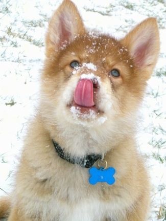 Įdegis su raudonu indėnų indėnų šunimi sėdi lauke sniege ir žiūri į viršų. Jis laižo nosį, o ant veido yra sniego. Ant jo antkaklio kabo mėlyna šuns kaulo etiketė.