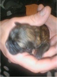 Mažas naujagimis Weshi šuniukas, laikomas žmonių rankoje.
