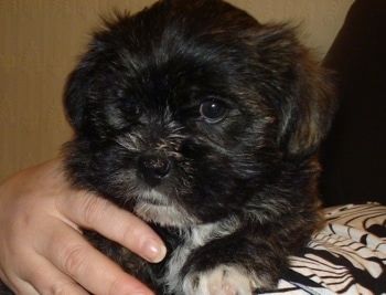Iš arti - žmogaus krūtinėje laikomas neryškus juodas su baltu Weshi šuniuku. Jis turi plačias apvalias tamsias akis ir juodą nosį.