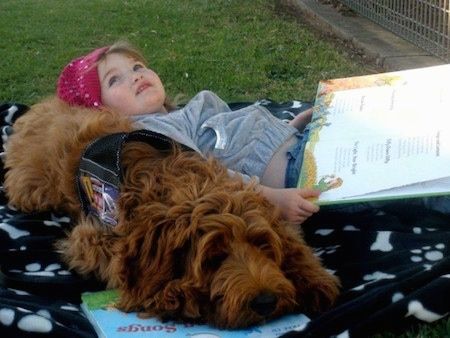 Предња десна страна аустралијског коббердога који лежи на покривачу, а девојчица га користи као јастук док чита књигу.
