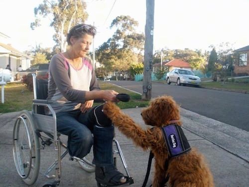 Задња лева страна смеђег аустралијског кобердога који помаже ампутираном човеку у инвалидским колицима.