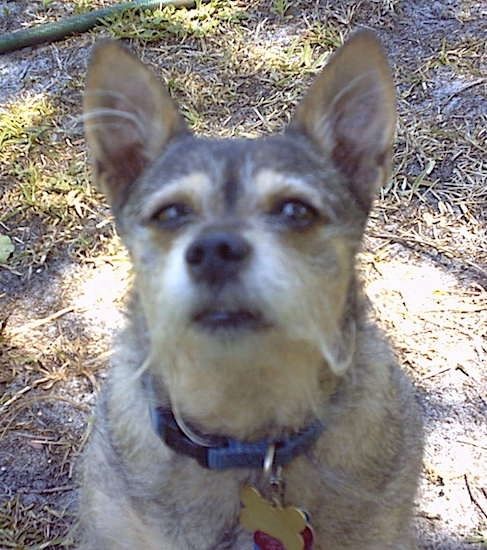 Priekinis vaizdas iš arti galvos šūvio, kuriame užfiksuotas banguotas ieškantis šuo, sėdintis purve ir žolėje. Šuo turi tamsias akis, juodą nosį, dideles perkeltas ausis ir dėvi mėlyną antkaklį.