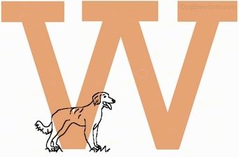 Nupieštas šuo stovi ištrauktos didžiosios W raidės viduje
