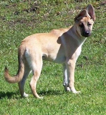 Įdegio galas su baltuoju „Malinois X“ šuniuku atsistojęs žolėje. Jis turi dideles perkeltas ausis, o viena iš ausų yra šiek tiek apversta.