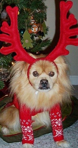 En luftig brunfarge med hvit, grå og svart Peek-A-Pom hund sitter på en hundeseng under et juletre. Peek-A-Pom har på seg en julegenser og også reinsdyrvinkler. Det er et University of Tennessee ornament på juletreet.