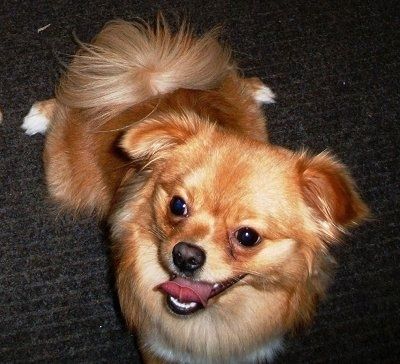 En lykkelig brunfarge med hvit Peek-A-Pom-hund legger seg ut på et teppe og den ser til venstre. Munnen er åpen og tungen er ute.