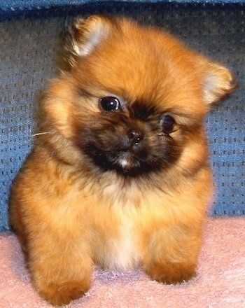 전면보기-부드럽고 푹신한 황갈색과 검은 색, 흰색 Peek-A-Pom 강아지가 퍼지 핑크색 베개에 앉아 머리를 오른쪽으로 기울인 채 기대하고 있습니다. 개는 작은 삼각형 모양의 귀를 가지고 있으며 인형 장난감처럼 보입니다.