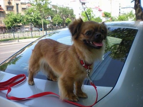 En liten brunbrun hund med svart snute som står bak på en bil mens den er koblet til en rød bånd