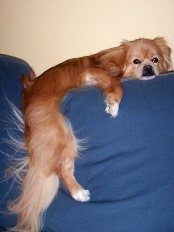 Вид сбоку - загар с белым, серым и черным Peek-A-Pom лежит на спинке синего дивана с телом между подушками. У него длинные волосы на хвосте.