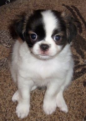 Siyah ve ten rengi Pug-Zu Puppy ile bir beyazın yukarıdan aşağıya görünümü ve yukarı bakıyor ve bir halıya oturuyor. Yuvarlak başlı ve yuvarlak gözlüdür. Gövdesi çoğunlukla beyaz, başında kahverengi.