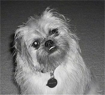 Et skittent, tynt utseende, svart-hvitt bilde av en Pug-Zu som sitter på et teppe. Hodet er vippet mot venstre og det ser fremover. Hunden har underbitt og den nederste raden av tenner viser seg.