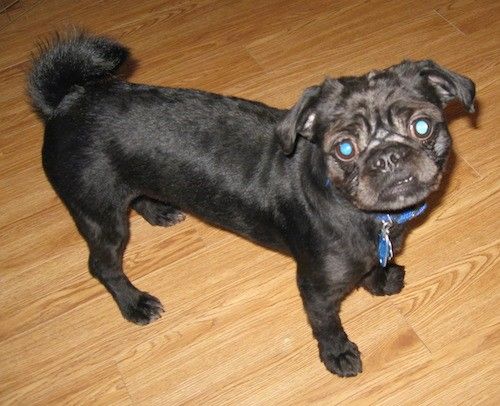 Majhen črn pes z obročastim repom, okroglo nagubano glavo in okroglimi očmi, ki stoji v hiši na lesenih tleh.
