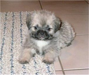 Un cucciolo minuscolo, sfocato, abbronzato con bianco e nero Pug-Zu giace in parte su un tappeto marrone chiaro e un pavimento piastrellato. Non vede l