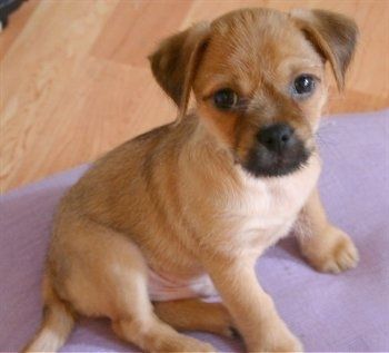 Il lato destro di un cucciolo di Pug-Zu marrone con bianco e nero che è seduto su un letto viola. Sta guardando avanti e su.