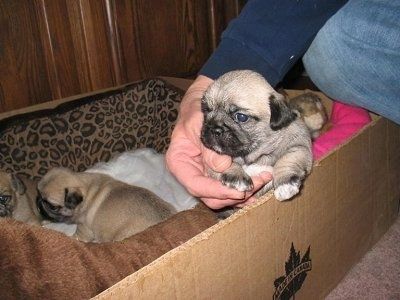 Uma pessoa está pegando um bronzeado com o filhote Pug-Zu preto e branco que está em uma caixa de parto. Atrás dele, há dois filhotes de cachorro Pug-Zu preto e branco em uma cama de cachorro com estampa de leopardo que fica dentro da caixa.