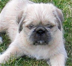 Cận cảnh mặt trước - Một chú chó con Pug-Zu có vẻ ngoài mờ ảo với màu đen và trắng đang nằm trên bãi cỏ nhìn lên.