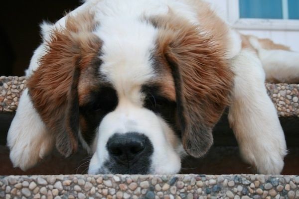 Mặt trước - Một giống chó lớn, màu nâu và trắng với màu đen Saint Bernard đang ngồi trên hiên nhà, nó đang nhìn về phía trước và miệng hơi mở.