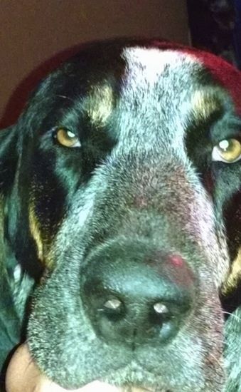 Lähedalt - Waylon the Bluetick Coonhound nägu