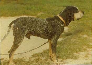 Vasak profiil - Bluetick Coonhound konksu külge kinnitatud
