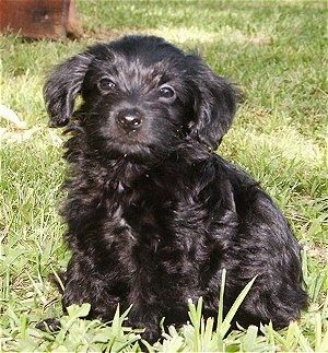 Zoe črna psička Chi-Poo sedi v travi in ​​gleda proti nosilcu kamere