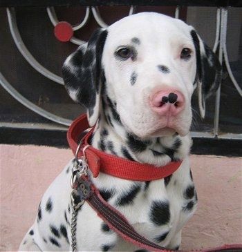 Close Up front upper body shot - en storhund, hvit hund med svarte flekker iført rød krage vendt fremover. Hunden har brede runde brune øyne og en svart nese.