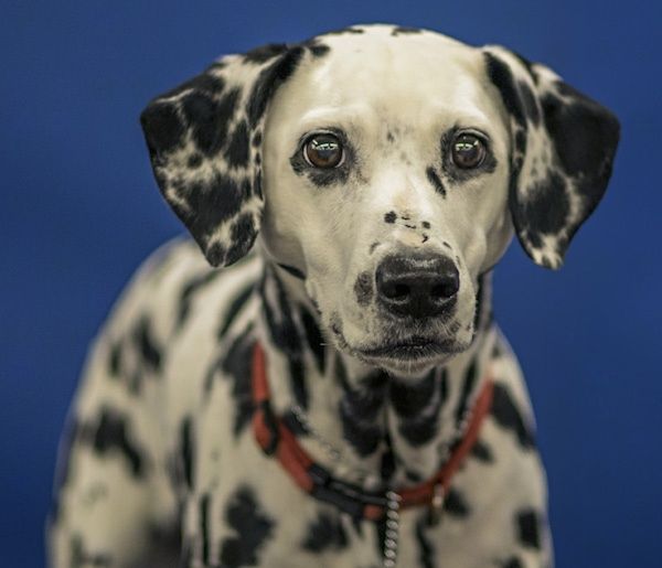 Close Up side view head shot - en storhund, hvit hund med svarte flekker iført rød krage vendt fremover. Hunden har brede runde brune øyne og en svart nese.
