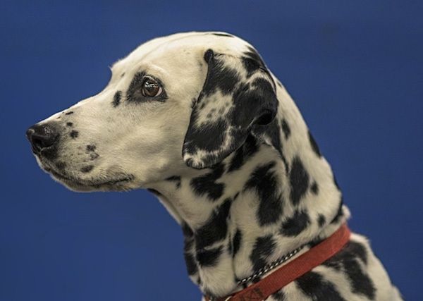 Vista frontale laterale di un cane bianco con macchie nere a chiazze su di esso che stabilisce in un soggiorno guardando a destra. Il cane