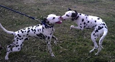 Musta laiguline dalmaatsia koer Snickers ja pruunilaiguline dalmaatsia koer Candy asuvad üksteise kõrval vaibal