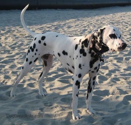 Bode το λευκό με μαύρο στίγματα Dalmatian στέκεται στην άμμο. Υπάρχει ένας μεγάλος μαύρος σωλήνας στο παρασκήνιο