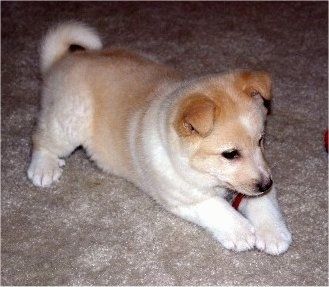 ساشا نوجوان ٹین اور سفید اسکلینڈ کا کتا ایک قالین پر بچھا رہا ہے۔ ایسا لگتا ہے کہ وہ کھلونے کے پیچھے جانے کی تیاری کر رہا ہے