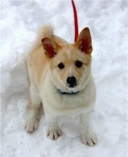 ساشا ٹین اور سفید اسکلینڈ کا کتے باہر برف میں بیٹھا ہوا ہے اور اس کی ٹھوڑی میں برف ہے