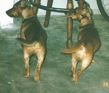 Δύο μαύρισμα με λευκά σκυλιά Jackshund στέκονται στην ίδια στάση και βλέπουν σε μια ξύλινη καρέκλα με τις ουρές και τα κεφάλια τους προς τα δεξιά. Υπάρχει ένα ποδήλατο στα δεξιά τους.