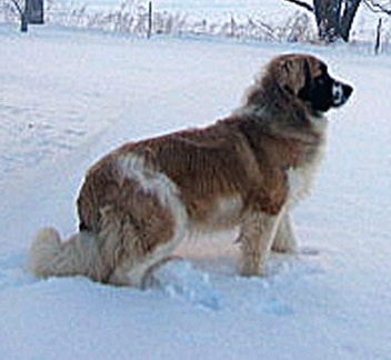 دائیں پروفائل - سفید اور سیاہ نیہی سینٹ برنارڈ کتے والا ایک بھورا باہر برف میں کھڑا ہے۔