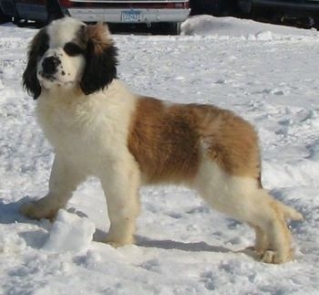 سائیڈ ویو - سیاہ بھوری اور سفید سفید نیہی سینٹ برنارڈ کتے برف میں کھڑا ہے اور اپنے جسم کے بائیں طرف دیکھ رہا ہے۔
