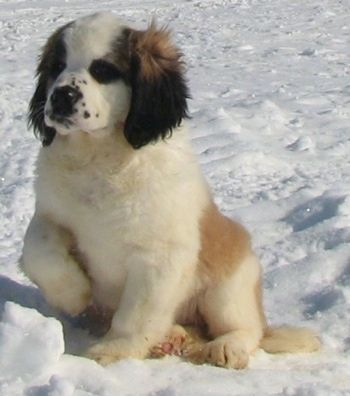 سامنے کا نظارہ - ایک بھوری اور سفید رنگ کا سیاہ نیہی سینٹ برنارڈ کتے باہر اس کے دائیں پنجے کو تھامے برف میں بیٹھا ہوا ہے۔