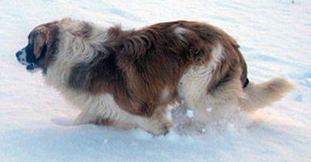 بایاں پروفائل ایکشن شاٹ - سفید اور سیاہ نیہی سینٹ برنارڈ کتے والا ایک بھوری برف کے اس پار چل رہا ہے۔