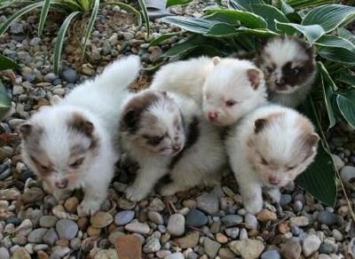 Lima anak anjing Pomeranian berdiri di atas batu di kawasan dengan tumbuh-tumbuhan.