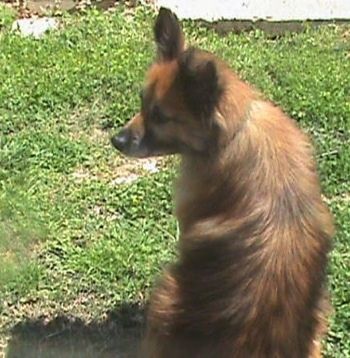 Bahagian belakang berwarna coklat dengan Pomeranian hitam yang duduk di rumput dan melihat ke kiri.