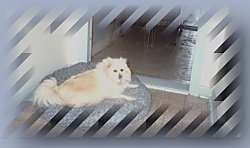 Seekor Pomeranian berbaring di atas katil anjing dan ia memandang ke hadapan.