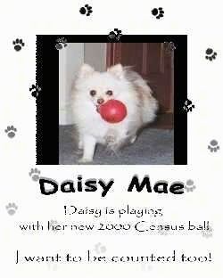 Foto Pomeranian dengan bola merah di mulutnya diletakkan di risalah. Kata-kata - Daisy Mae Daisy bermain dengan bola bancian 2000 barunya saya juga mahu dikira! - dilapisi.