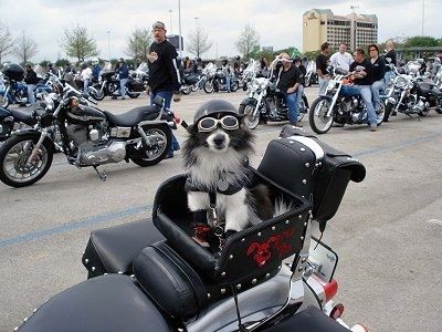 Seorang Pomeranian hitam putih duduk di bakul motosikal. Ia memakai kacamata motosikal dan topi keledar. Terdapat banyak orang dengan motosikal Harley Davidson di belakangnya.