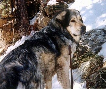 Задња десна страна огромне, изузетно крупне расе, црно-препланула са белим псом тибетанског мастифа, предњим шапама уздигнутим уз брдо са снегом на десној страни. Пас има мали набор преко набора, дебелу длаку и црни нос.