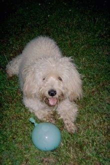 Густи таласасто пресвучени пса Вестиепоо положен је у траву, уста је отворена и језик је вани. Испред ње је на трави плави балон.