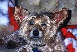 Läheduses - pruun Westiepoo koer on jõulukostüümi kõrval. Sellel on suured kõrvad, must nina ja tumedad silmad.