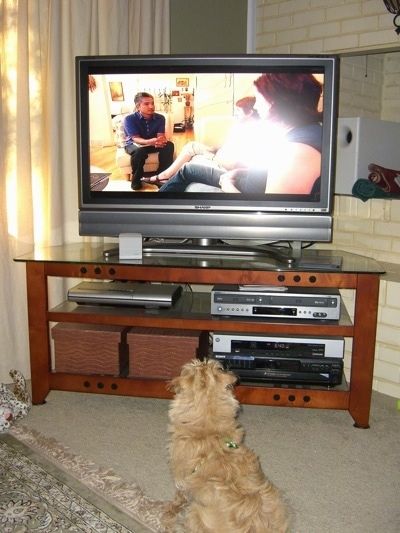Pika lainelise kattega tan Westiepoo kutsika tagumine osa, kes istub tan-vaibal ja vaatab suurt lameekraaniga televiisorit.