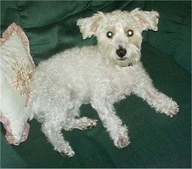 Десна страна коврџавог, валовитог меког белог пса Вестиепоо који лежи преко зелене столице и гледа горе. Има широке округле очи, таман нос и тамне усне.